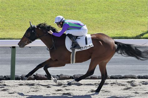 【新馬 京都4r】6番人気ミライテーラーが鮮やかに逃げ切る 競馬ニュースなら競馬のおはなし