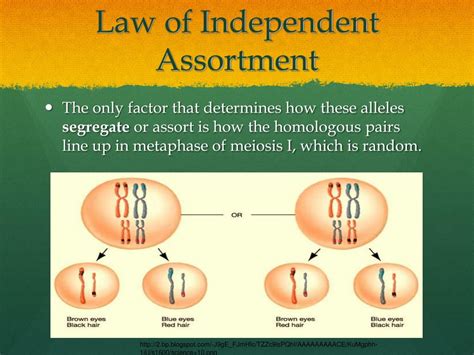 Ppt Cell Division And Genetics Powerpoint Presentation Free Download Id 3527174