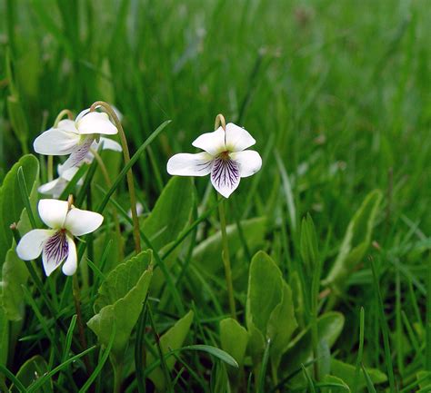 Viola Primulifolia Primrose Leaved Violet Go Botany