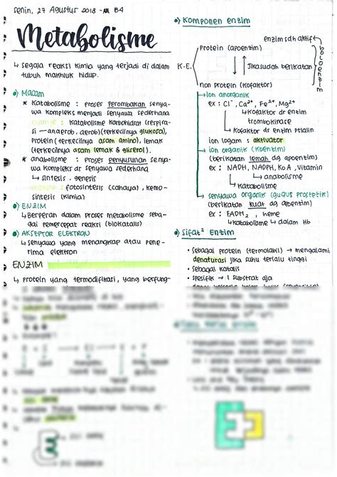 Solution Metabolisme Studypool