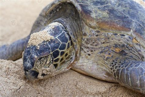 Green turtle nesting on the beach. 803088 Stock Photo at Vecteezy