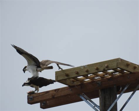 Osprey nest building. ( and a goof-off) | Pronounced "Four Five"