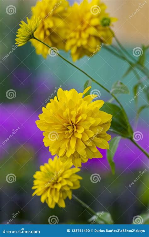 Yellow dahlia in garden stock photo. Image of plants - 138761490