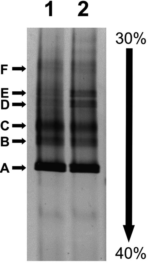 Denaturing Gradient Gel Electrophoresis Dgge Analyses Of The Gene Download Scientific Diagram