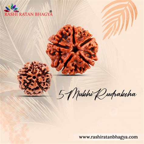 5 Mukhi Rudraksha Online Best Price In India 5 Mukhi Rudraksha