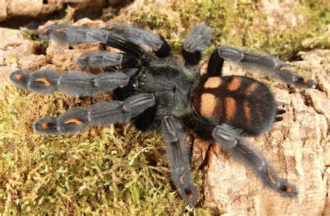 Psalmopoeus Irminia Venezuelan Suntiger Tarantula