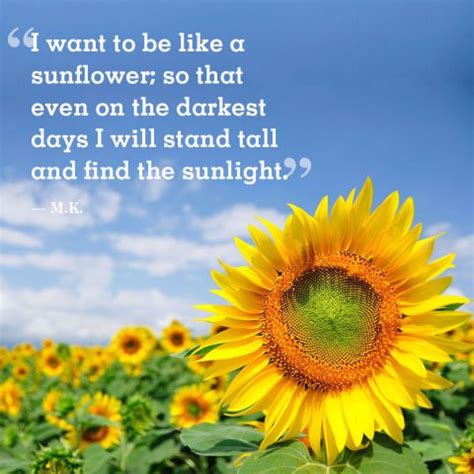 23 Beautiful Sunflower Quotes with Images