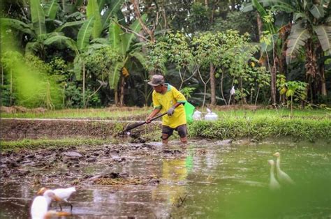 Degradasi Lahan Pertanian Di Diy Semakin Besar Jogjaaja