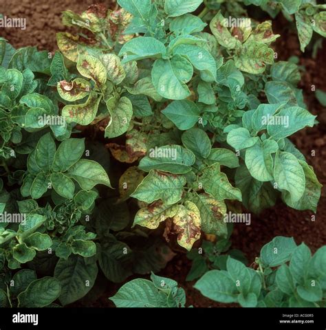 Magnesium Deficiency Potato Hi Res Stock Photography And Images Alamy