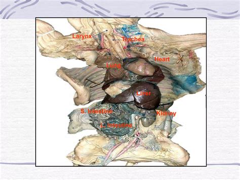 Fetal Pig Liver Lobes Function 2