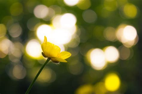 Wallpaper Sunlight Leaves Flowers Nature Branch Green Yellow