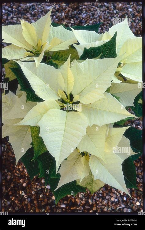 Creamy White Leaves And Flowers From Euphorbia Pulcherrima Lilo White Mexican Flame Leaf