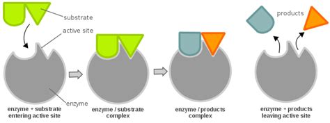 Difference Between Substrate and Product | Compare the Difference ...