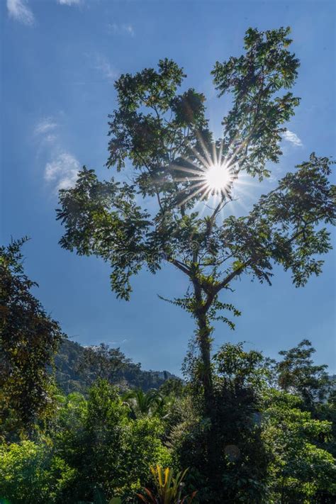 Beautiful Rainforest in Costa Rica Stock Photo - Image of lush, park ...