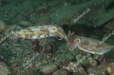 Broadclub Cuttlefish Sepia Latimanus Adult Pair Editorial Stock Photo