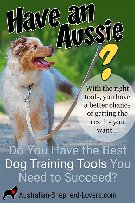 Do You Have the Best Dog Training Tools You Need to Succeed?