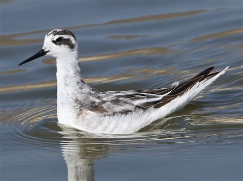 Red Necked Phalarope Ebird