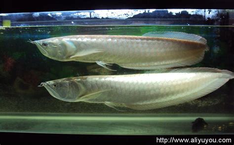 銀龍魚怎麼養正確飼養銀龍魚全攻略！！！ 雪花新闻