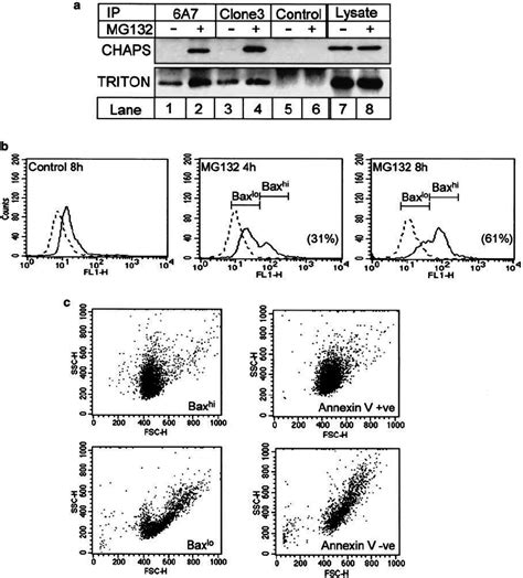 Detection Of Bax Activation Using A Conformation Specific Anti Bax