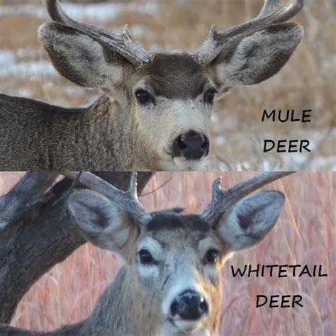 Spotting The Differences How To Tell White Tailed Deer And Mule Deer