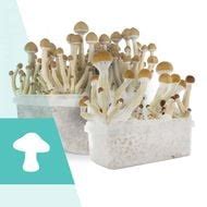 How To Build Your Own Monotub And Grow Mushrooms In Bulk Zamnesia