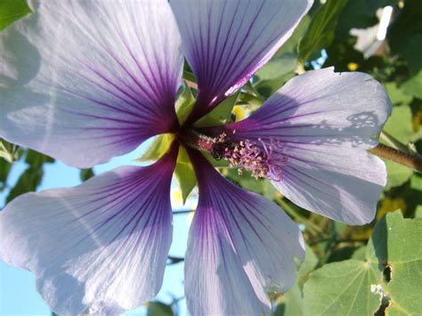 I Think It Was Some Sort Of South African Hibiscus Flowered Very