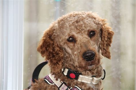 Rowan (now Rune) – Standard Poodles In Need, Rescue & Rehome
