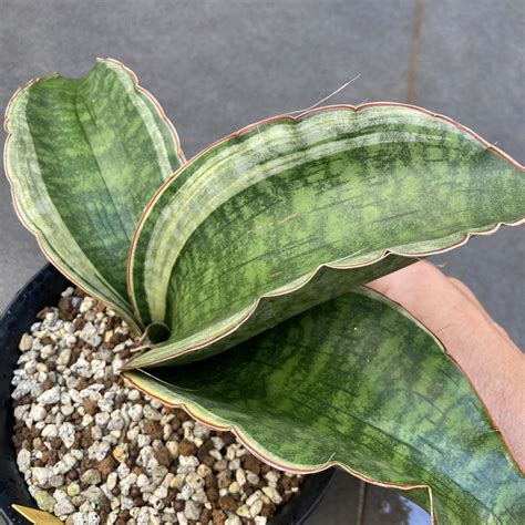 Sansevieria Sp Mafinga Es Variegated Es