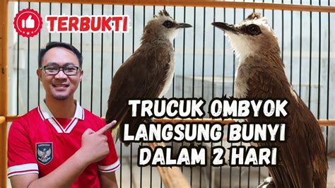 Cara Paling Ampuh Membuat Burung Trucukan Ombyok Gacor Dor Cuma Pakai