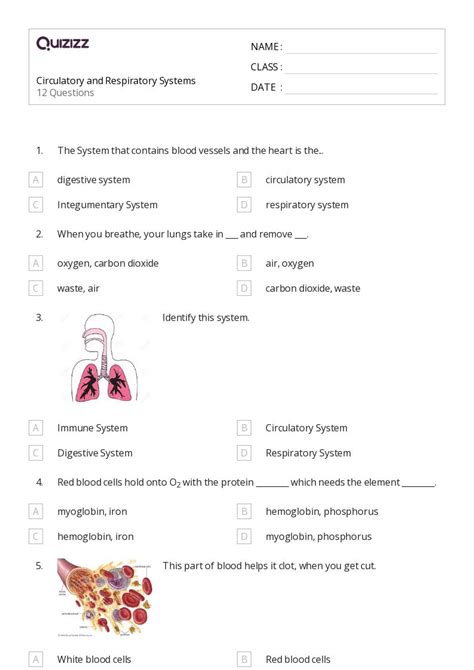 50 The Circulatory And Respiratory Systems Worksheets For 9th Grade On