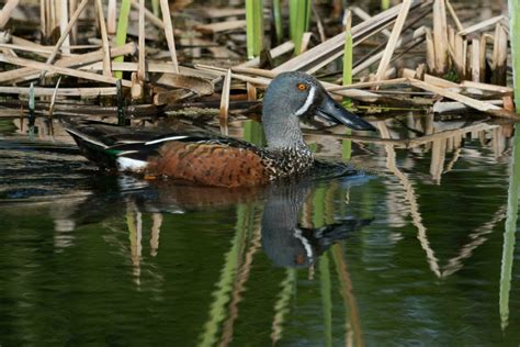 Australasian Shoveler Duck 24737511 Stock Photo at Vecteezy