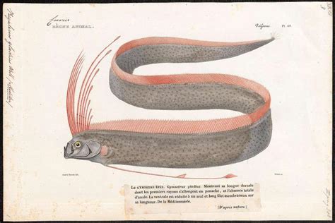 The Myth and Mystery of the Giant Oarfish or 'Doomsday Fish' - Myths