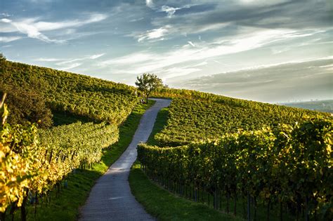 Hessische Bergstraße Erlebnispfad Wein Stein Themenweg