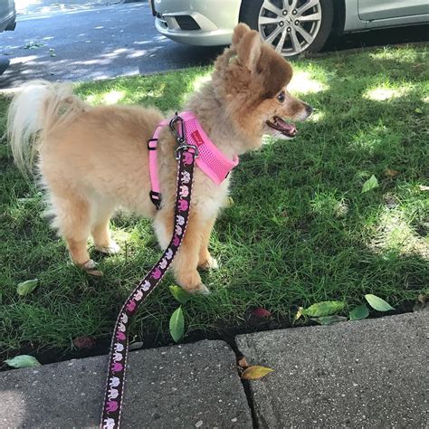 Фото померанского шпица (138 фотографий)