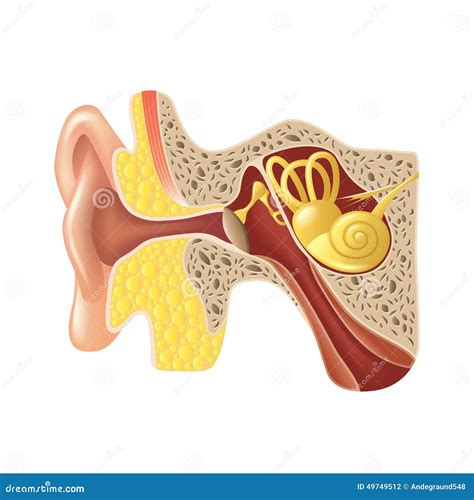 Anatomía Del Oído Aislada En El Vector Blanco Ilustración del Vector