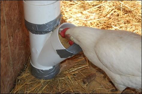 Feeder Chicken Feeders Raising Backyard Chickens Pvc Chicken Feeder