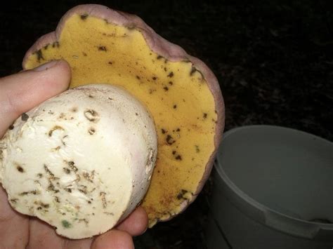 Боровик королевский (Butyriboletus regius) фото и описание