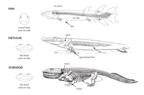 Tiktaalik Skeleton