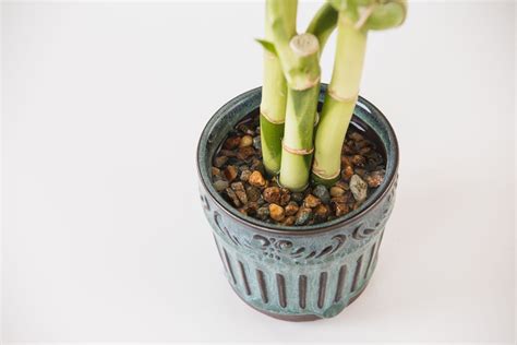 Lucky Bamboo Indoor Plant Care Growing Guide