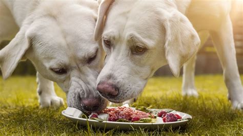 Can Dogs Eat Raw Meat In 2024? How To Best Make The Transition