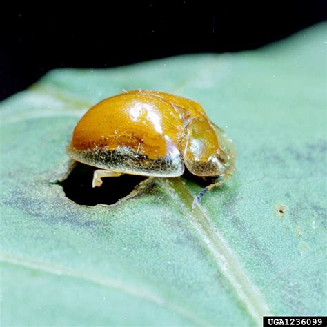 Golden Tortoise Beetle - Bugwoodwiki