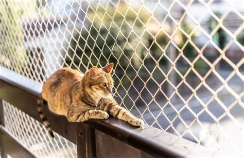 Tela De Prote O Para Gatos Como Escolher Petlove