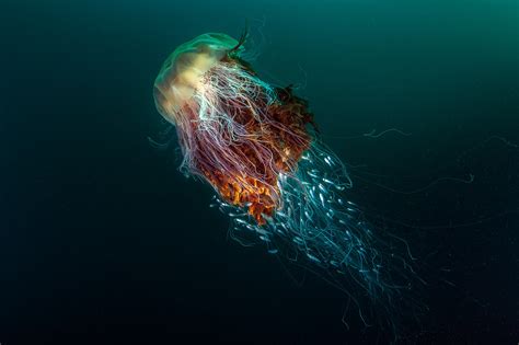 #2941553 / nature underwater sea animals fish jellyfish deep sea contests winner photography ...