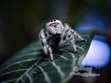 Jumping spiders photo albums by species • AlienKeeper.tv