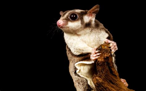 How Sweet Are Sugar Gliders Wonderopolis