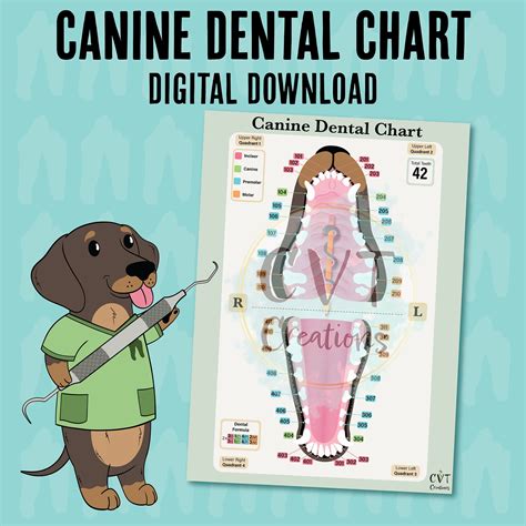 Canine Dental Block Chart at Martha Holt blog