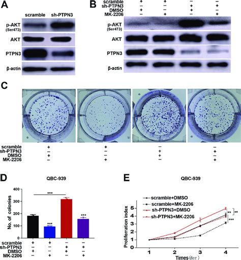 Ptpn Mediates The Proliferation Of Qbc Cells Through Akt A