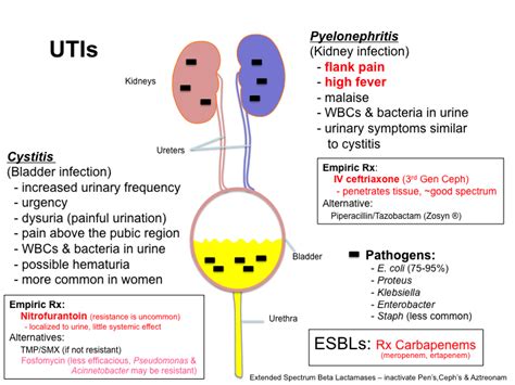 Symptoms Of Bladder Infection In Men