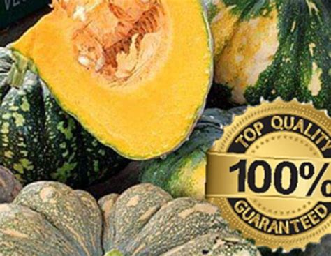 Kalabasa Seed`s Squash Lagkitan Native Variety Lazada Ph