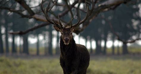 What is Zombie Deer Disease (are deer after your brain?) - World Deer